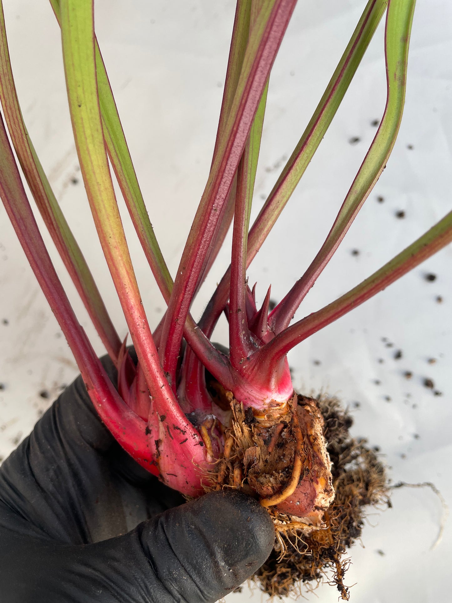 Sarracenia - Saurus Huge 1GP