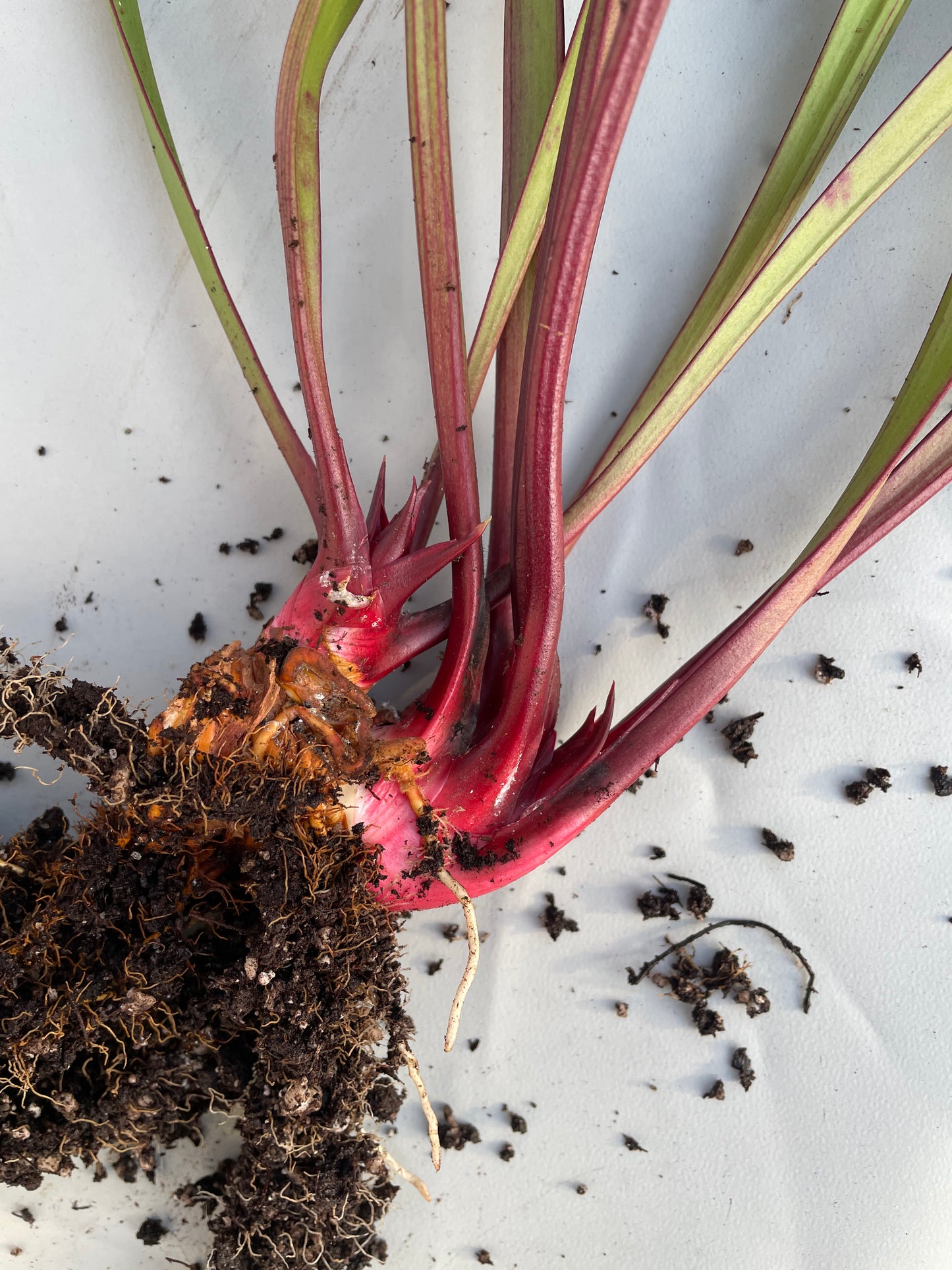 Sarracenia - Saurus Huge 1GP