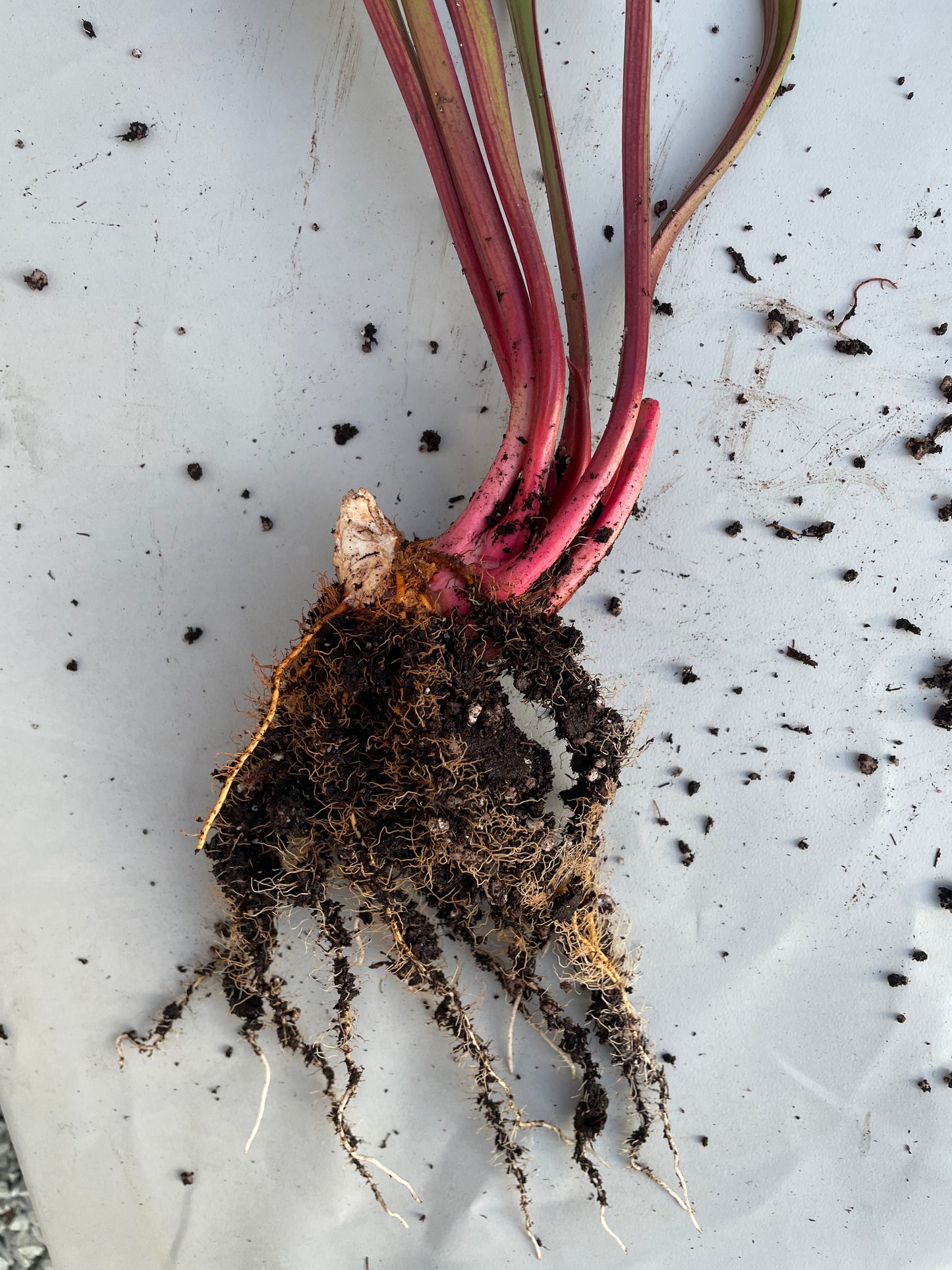 Sarracenia - Saurus Huge 1GP