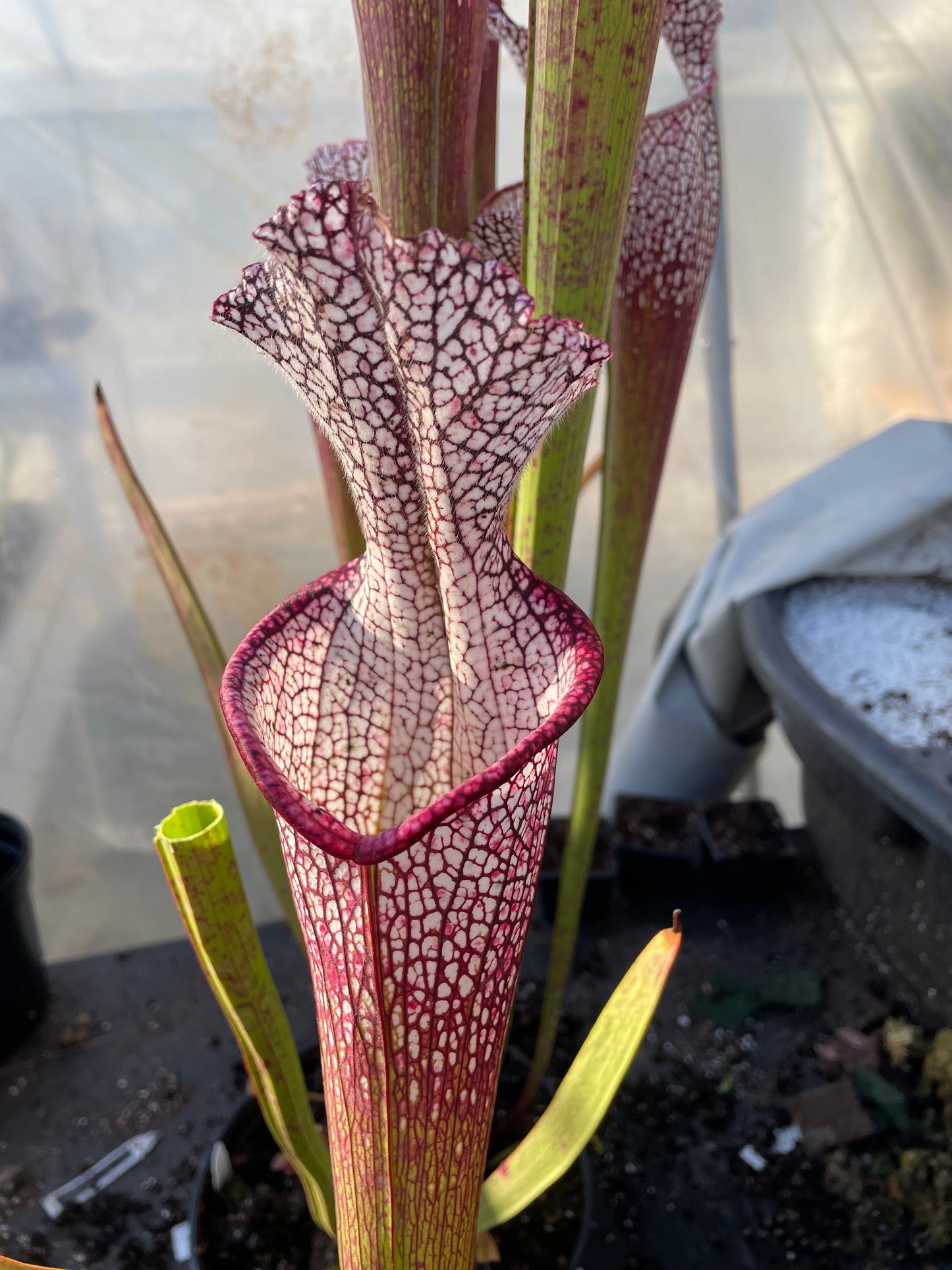 Sarracenia - Wilkerson’s Red Rocket 2GP