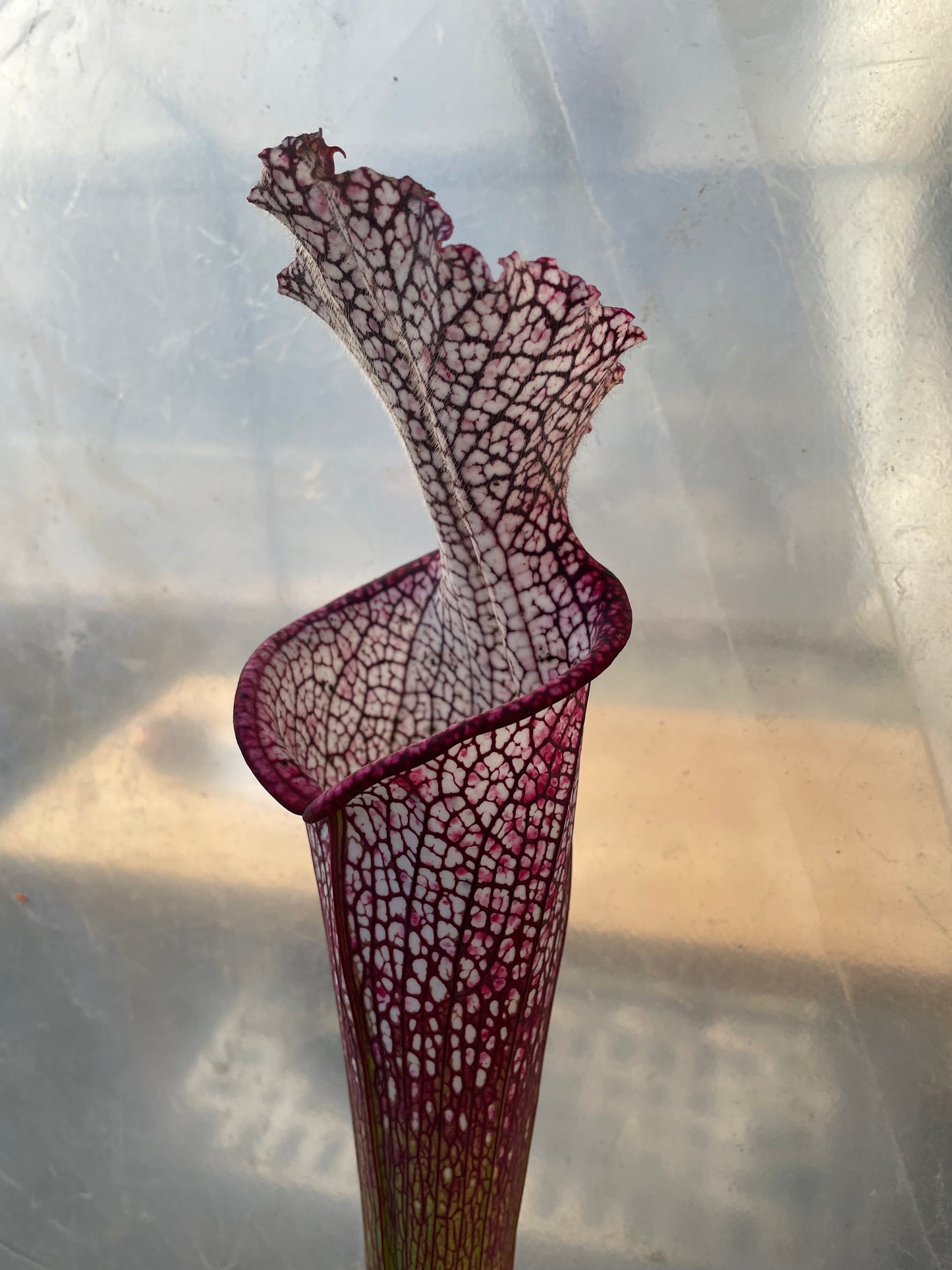 Sarracenia - Wilkerson’s Red Rocket 2GP