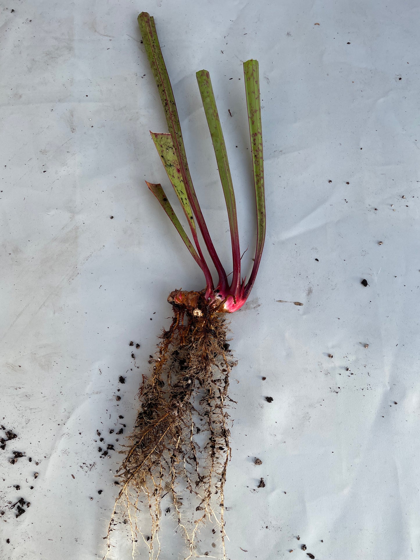 Sarracenia - Wilkerson’s Red Rocket 1GP