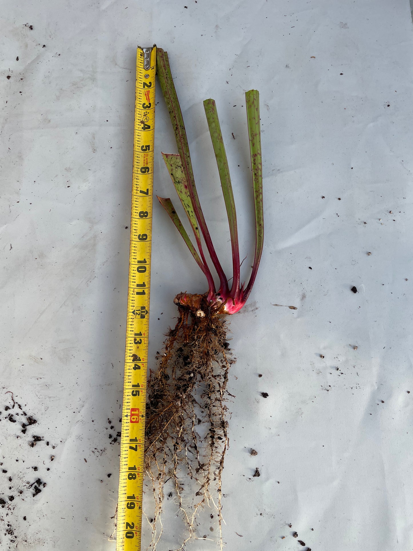 Sarracenia - Wilkerson’s Red Rocket 1GP