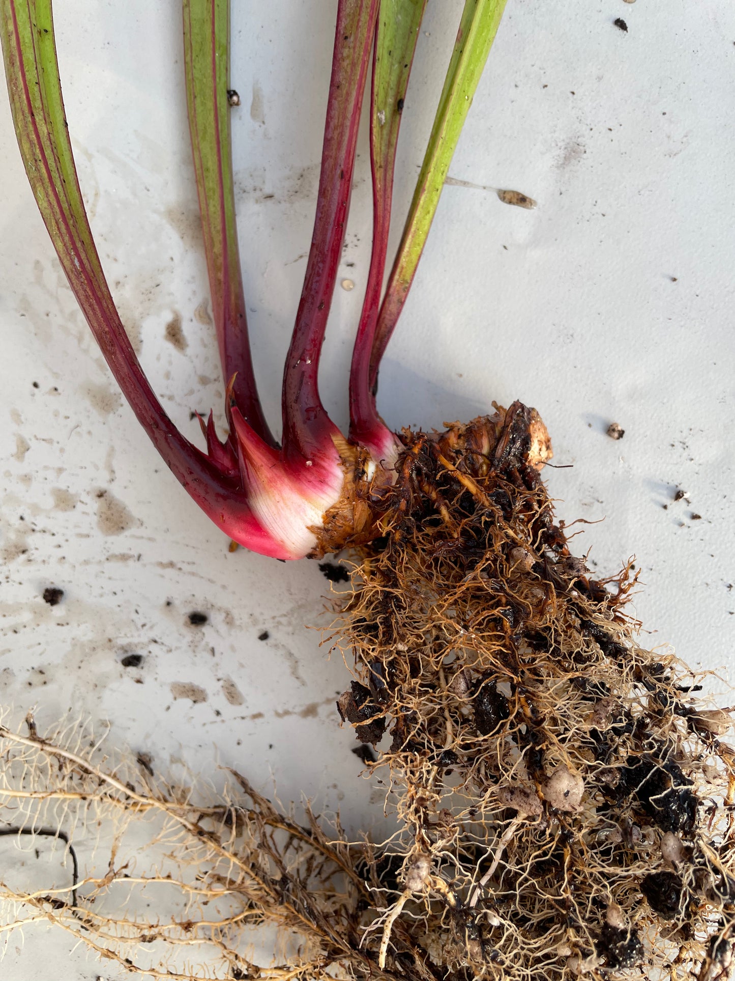Sarracenia - Wilkerson’s Red Rocket 1GP
