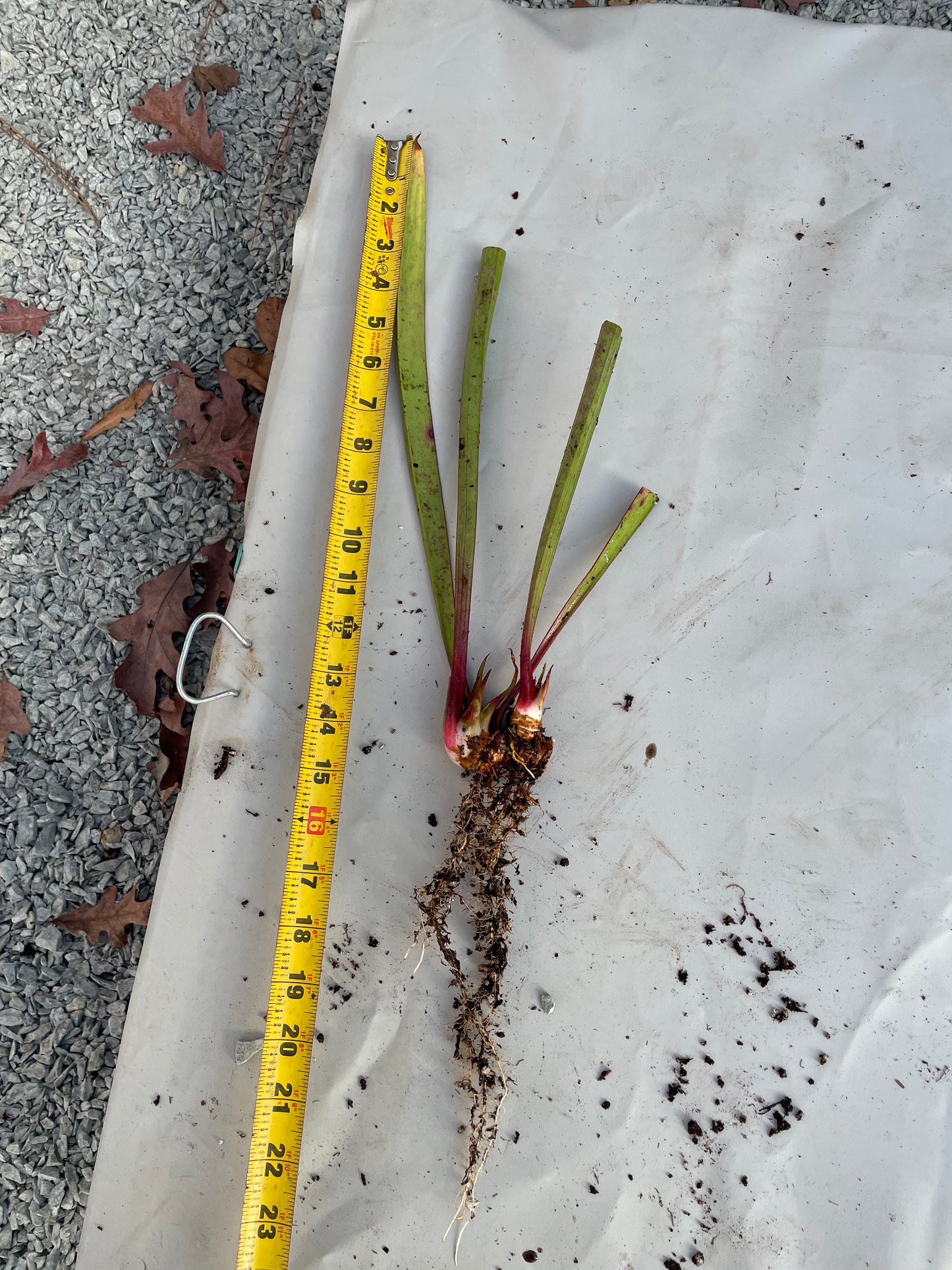 Sarracenia - Wilkerson’s Red Rocket 2GP