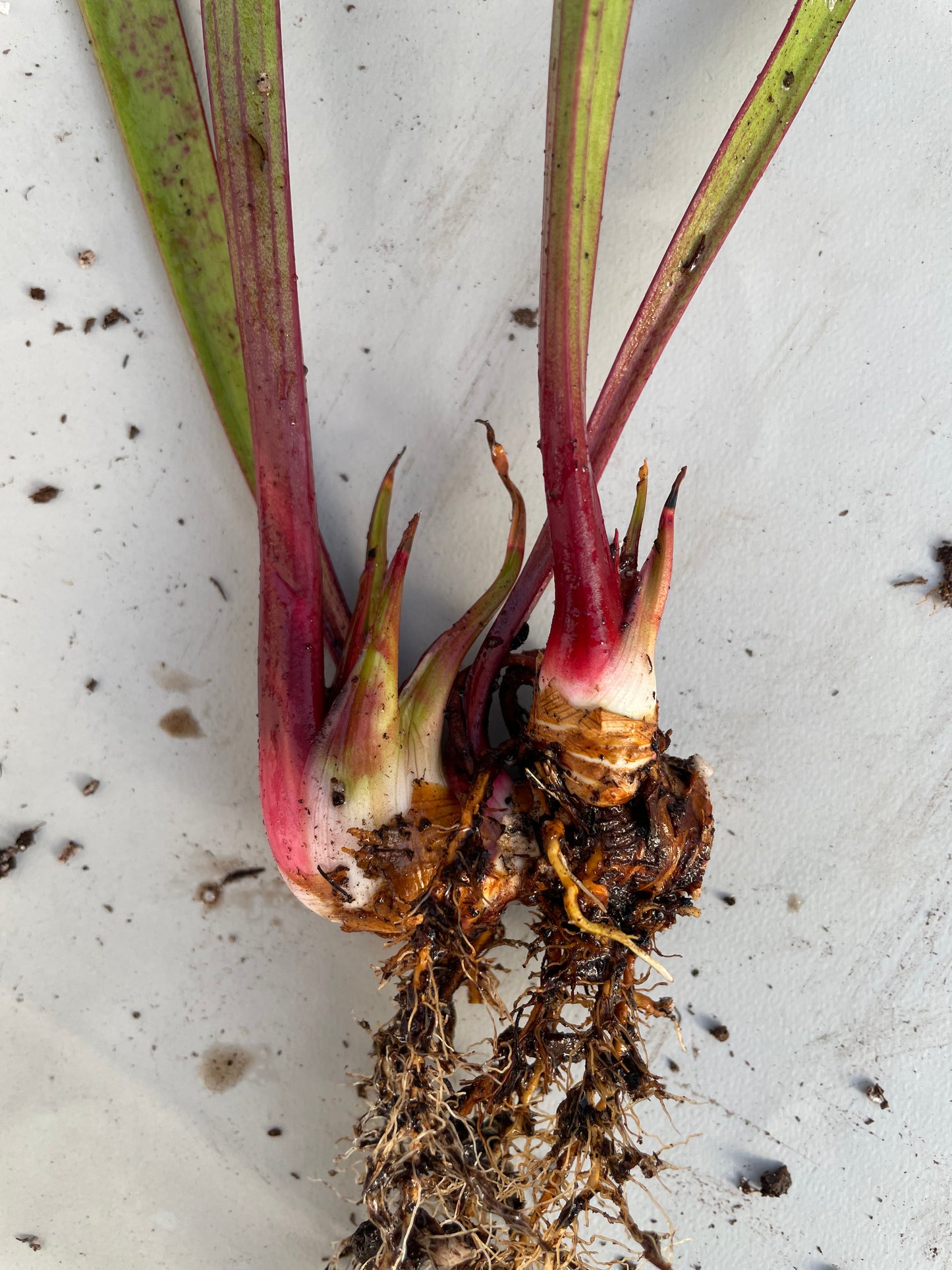 Sarracenia - Wilkerson’s Red Rocket 2GP