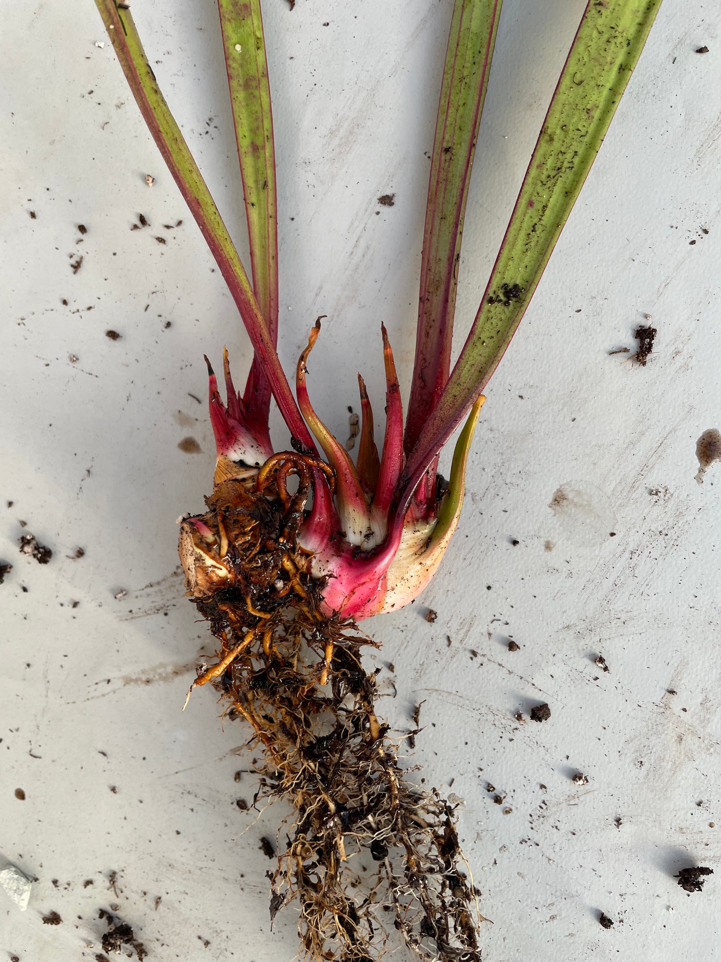 Sarracenia - Wilkerson’s Red Rocket 2GP