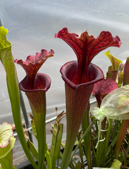 Sarracenia - Saurus Huge 2GP