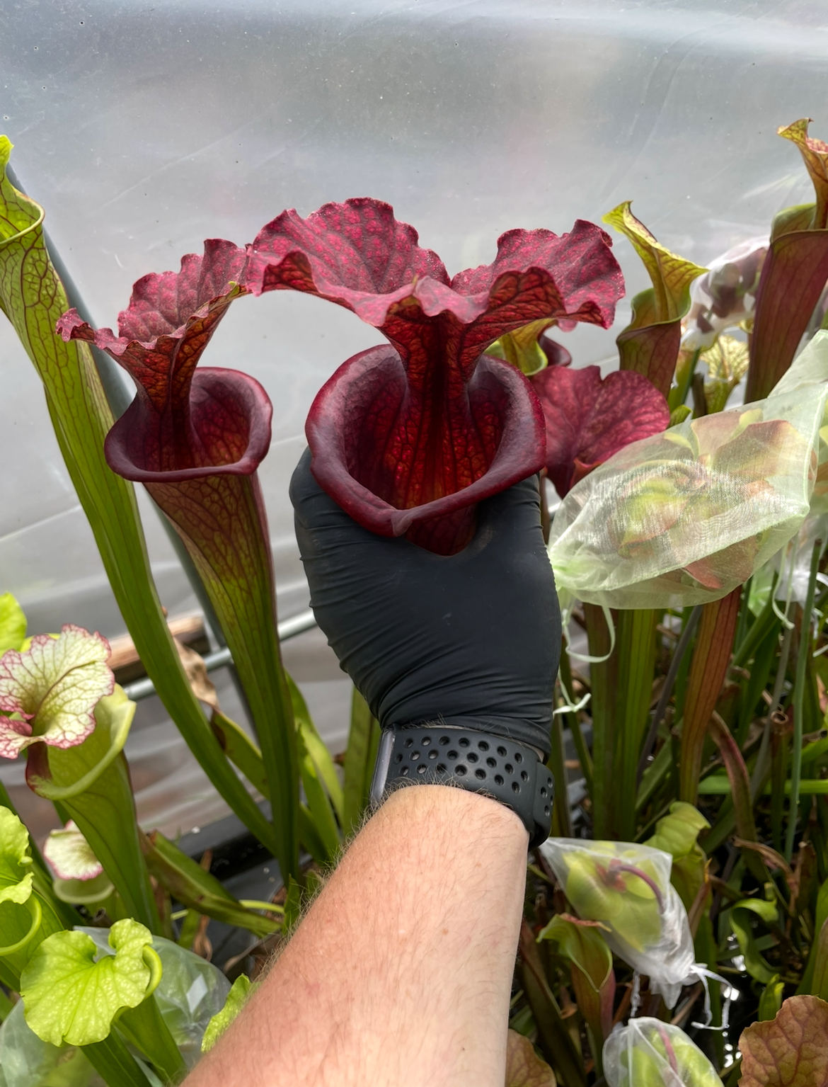 Sarracenia - Saurus Huge 1GP