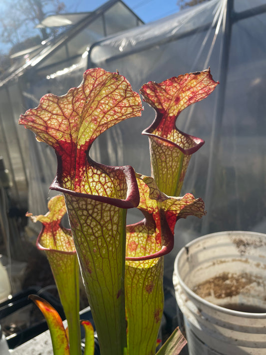 Sarracenia - Hot Lips