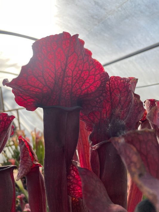 Sarracenia - “Mohawk”