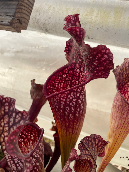 Sarracenia - Mitchelliana