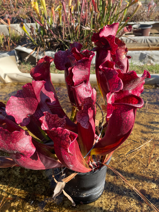 Sarracenia - Purpurea X Moorei