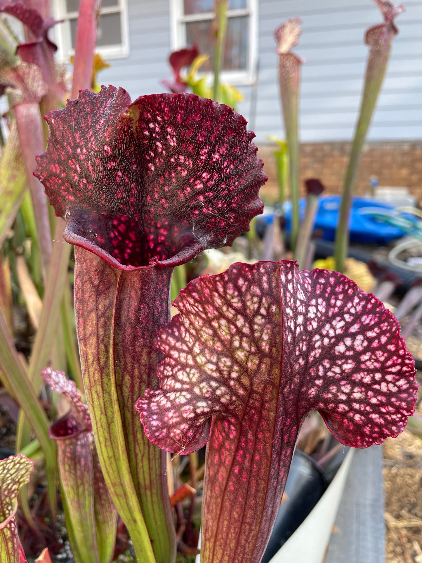 Sarracenia - Premysl Otakar 1