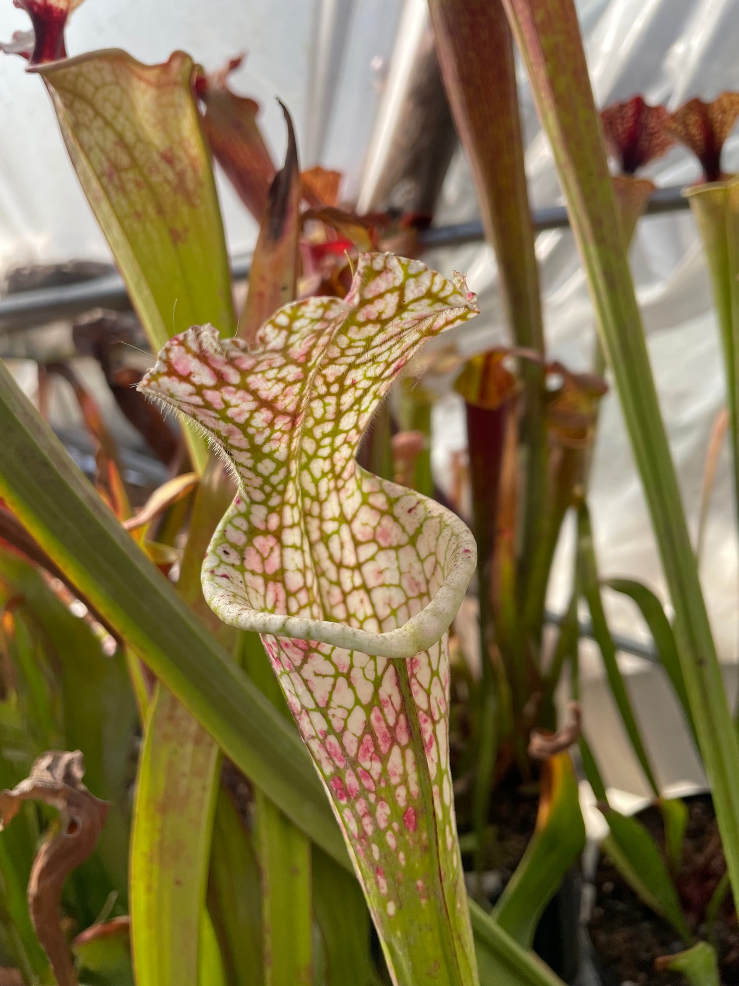 Sarracenia - Leucophylla Hurricane Creek White - F