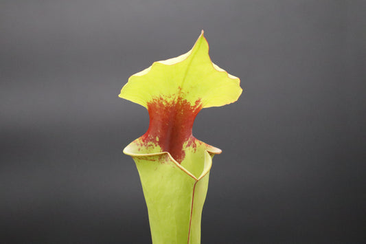 Sarracenia - Leah Wilkerson x Flava var Rubricorpora "Vigorous" (Seed Grown)