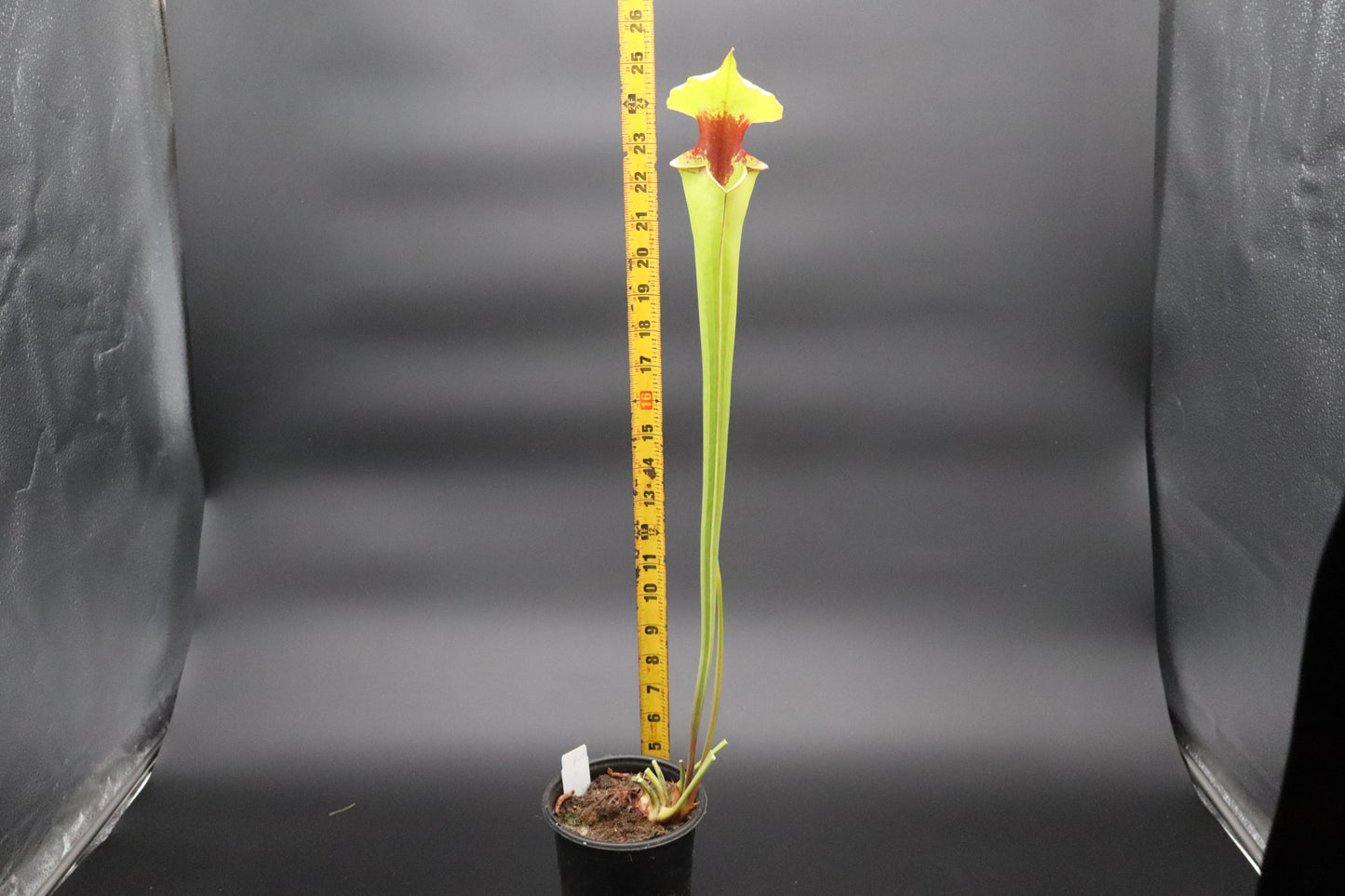 Sarracenia - Leah Wilkerson x Flava var Rubricorpora "Vigorous" (Seed Grown)