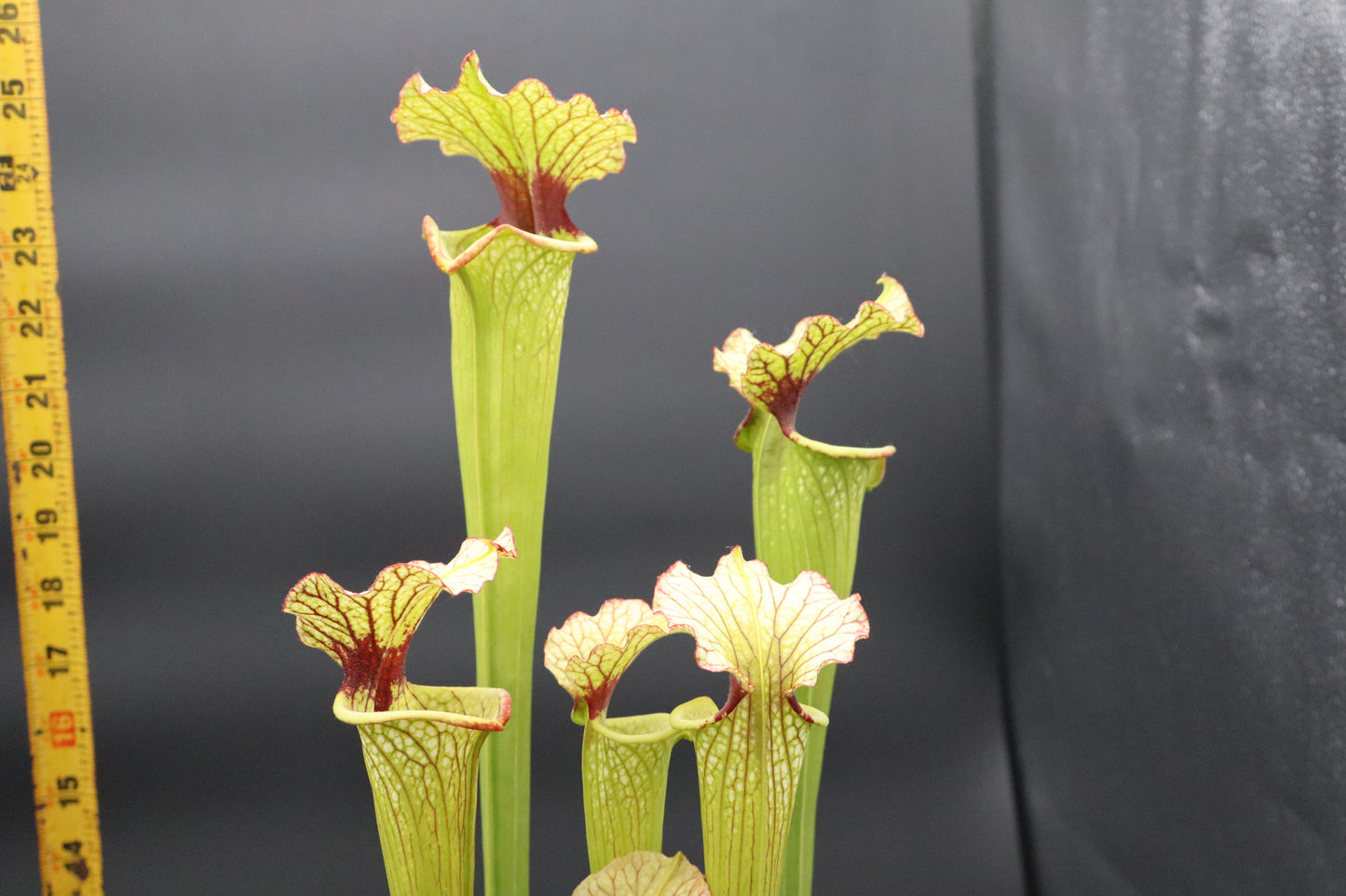 Sarracenia - Moorei (Seed Grown) XL Plant size!