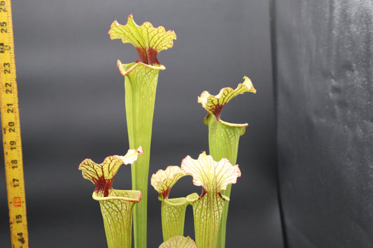 Sarracenia - Moorei (Seed Grown) XL Plant size!