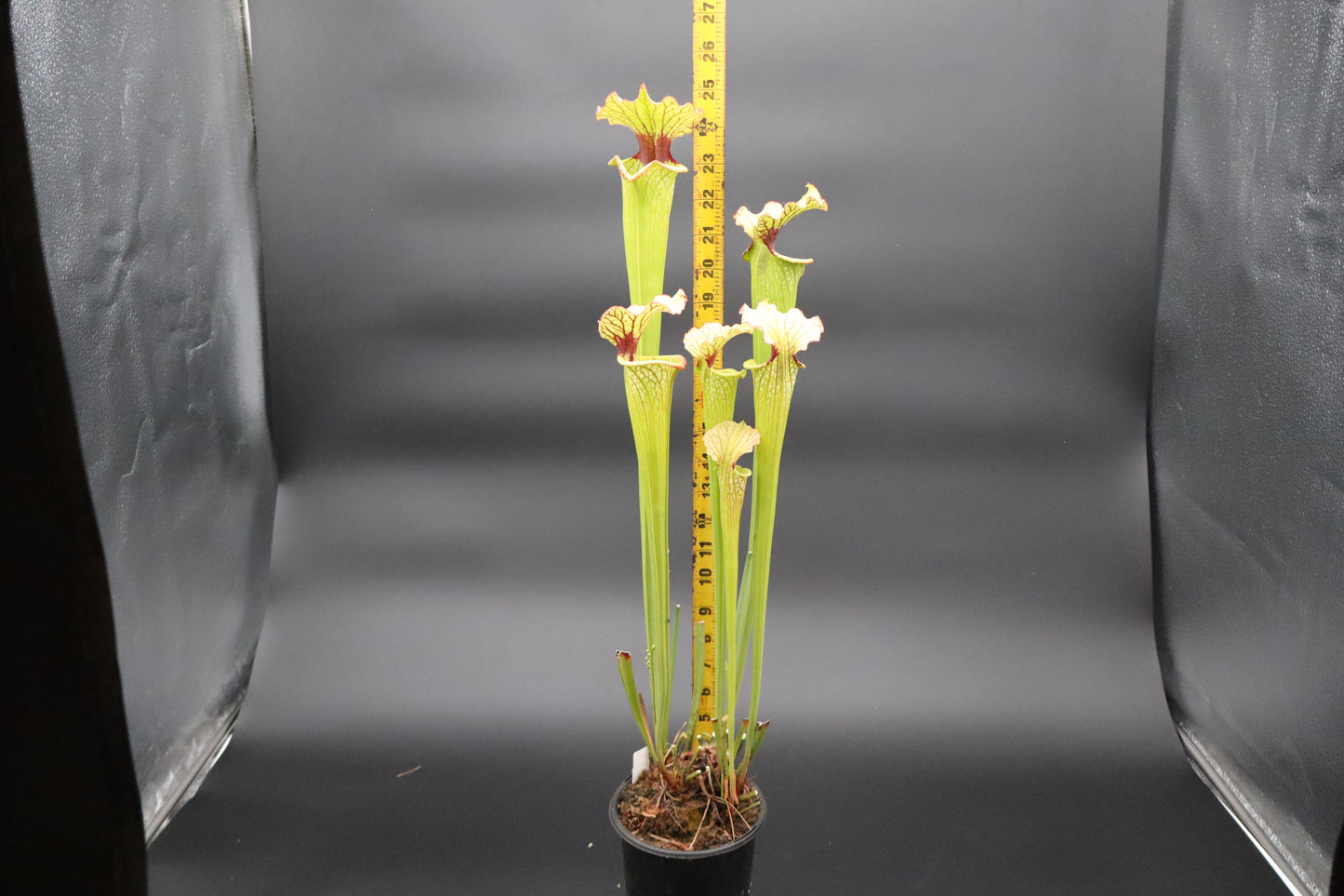 Sarracenia - Moorei (Seed Grown) XL Plant size!