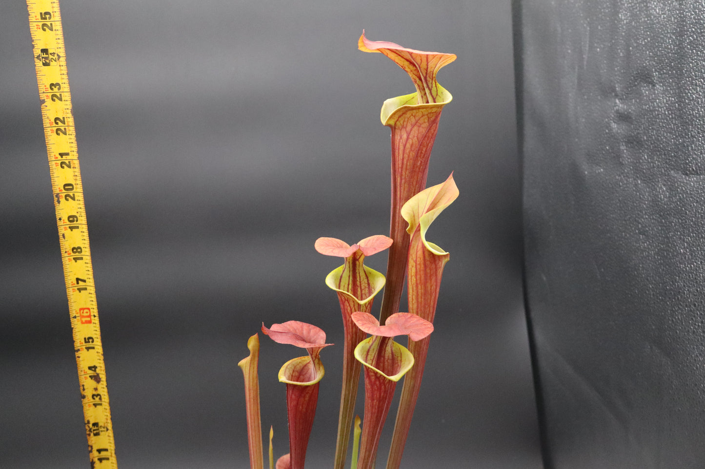 Sarracenia - Waccamaw x Saurus (Specimen size - seed grown)