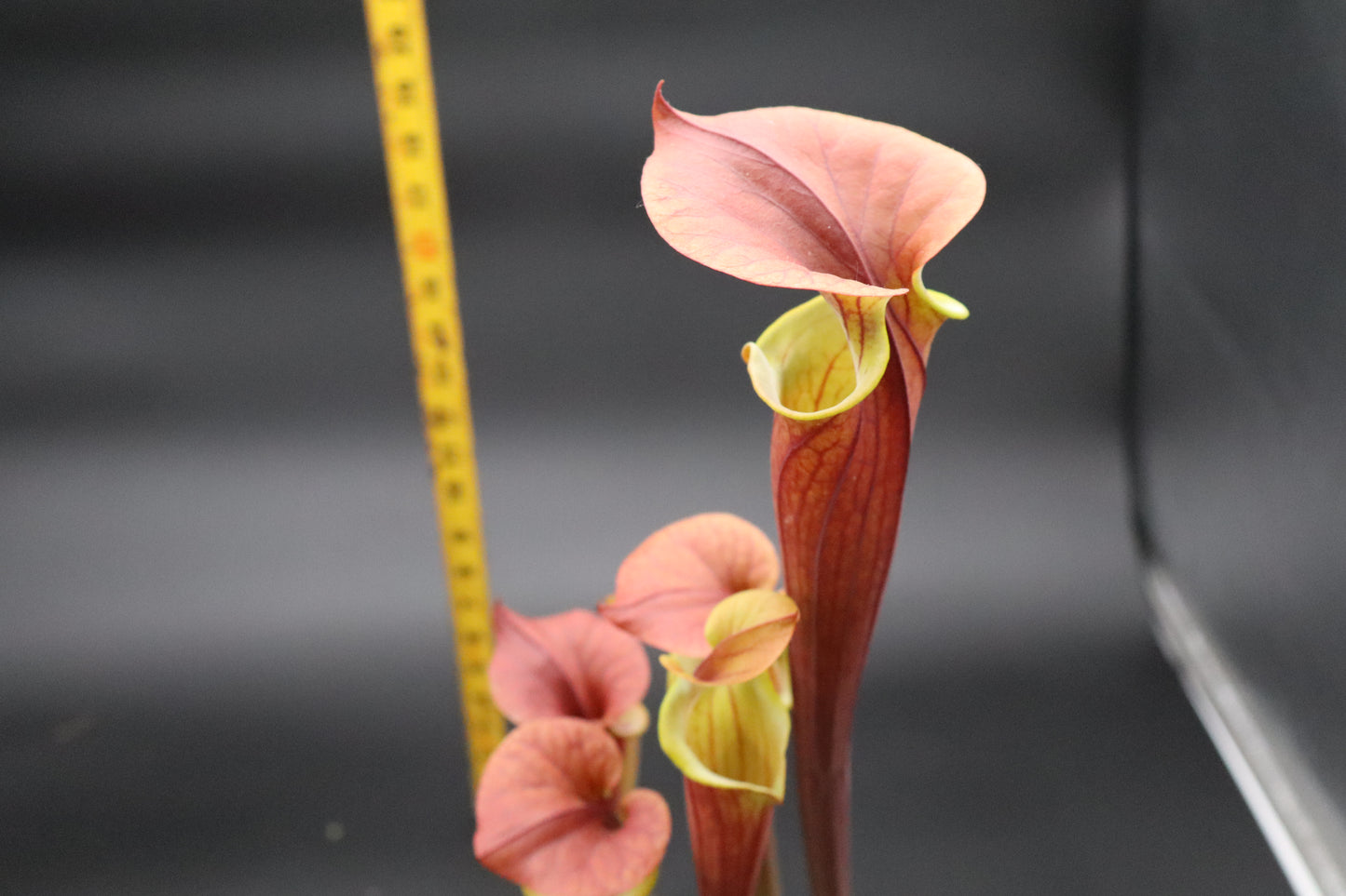 Sarracenia - Waccamaw x Saurus (Specimen size - seed grown)