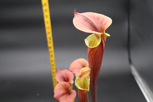 Sarracenia - Waccamaw x Saurus (Specimen size - seed grown)