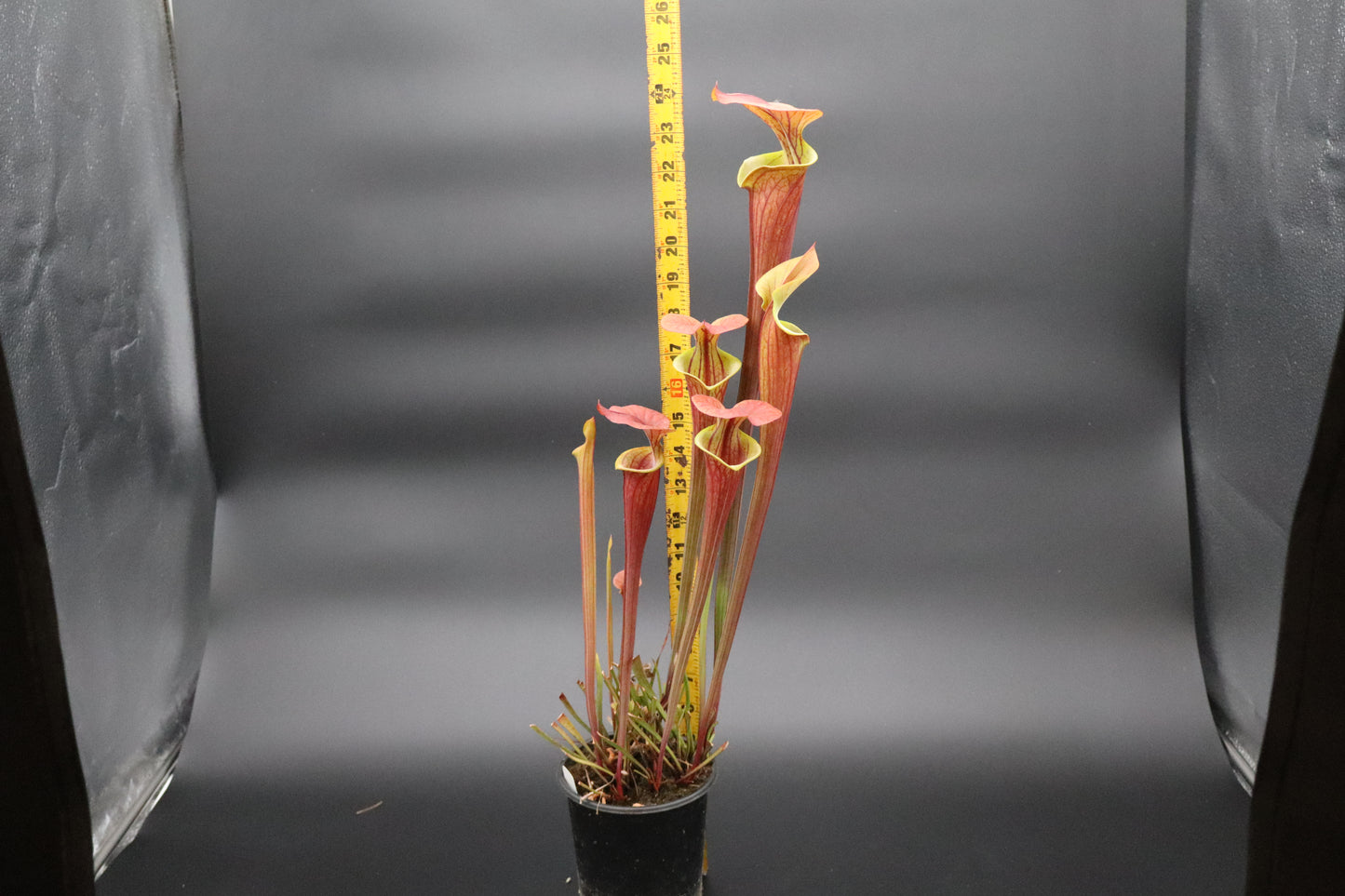 Sarracenia - Waccamaw x Saurus (Specimen size - seed grown)