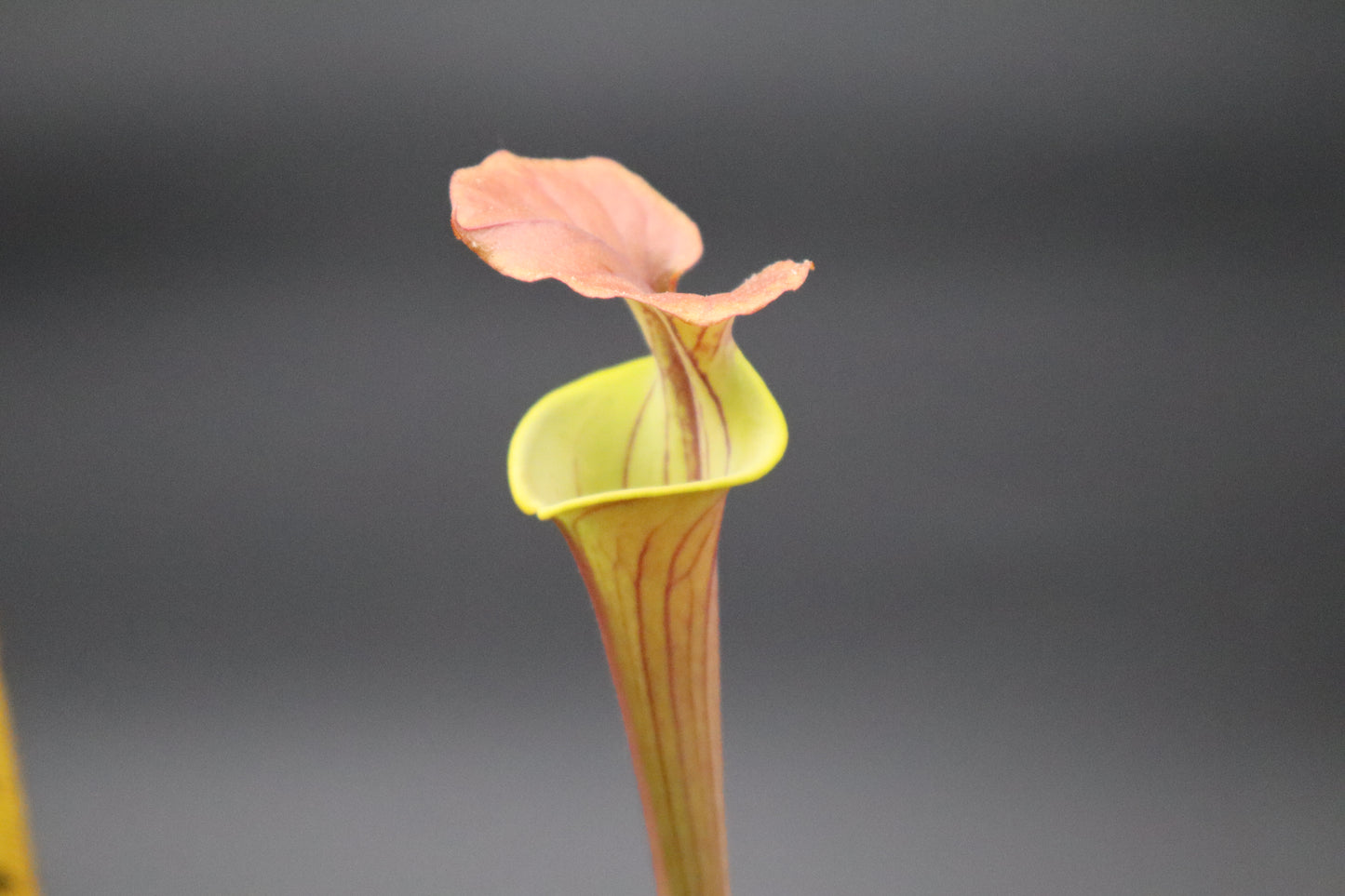 Sarracenia - Flava var Cuprea "Bill Hoyer"