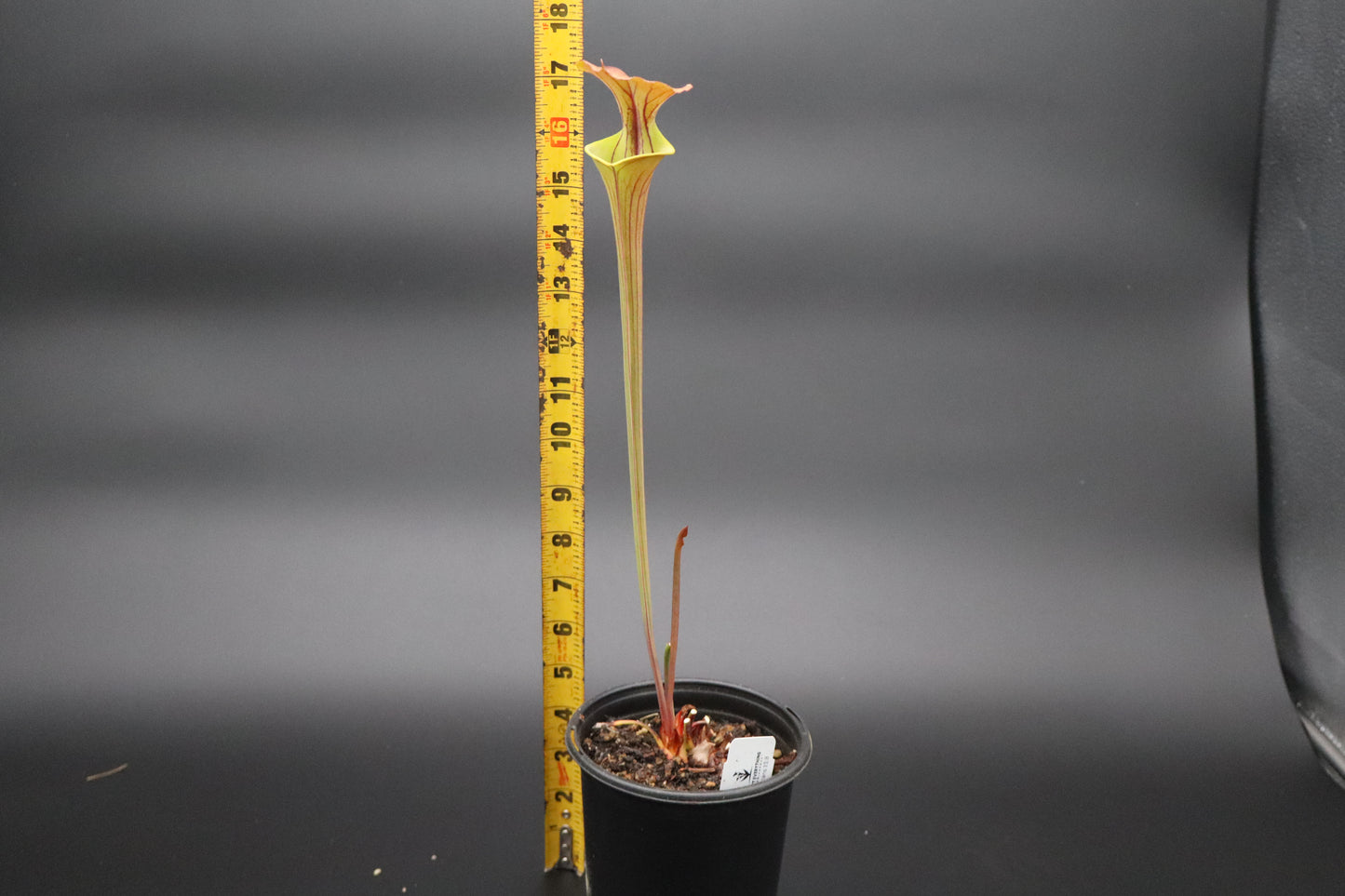 Sarracenia - Flava var Cuprea "Bill Hoyer"