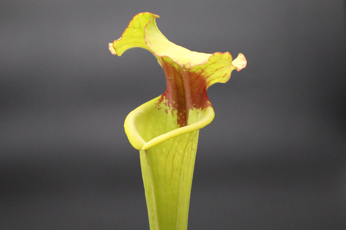 Sarracenia - "Funky Flower"