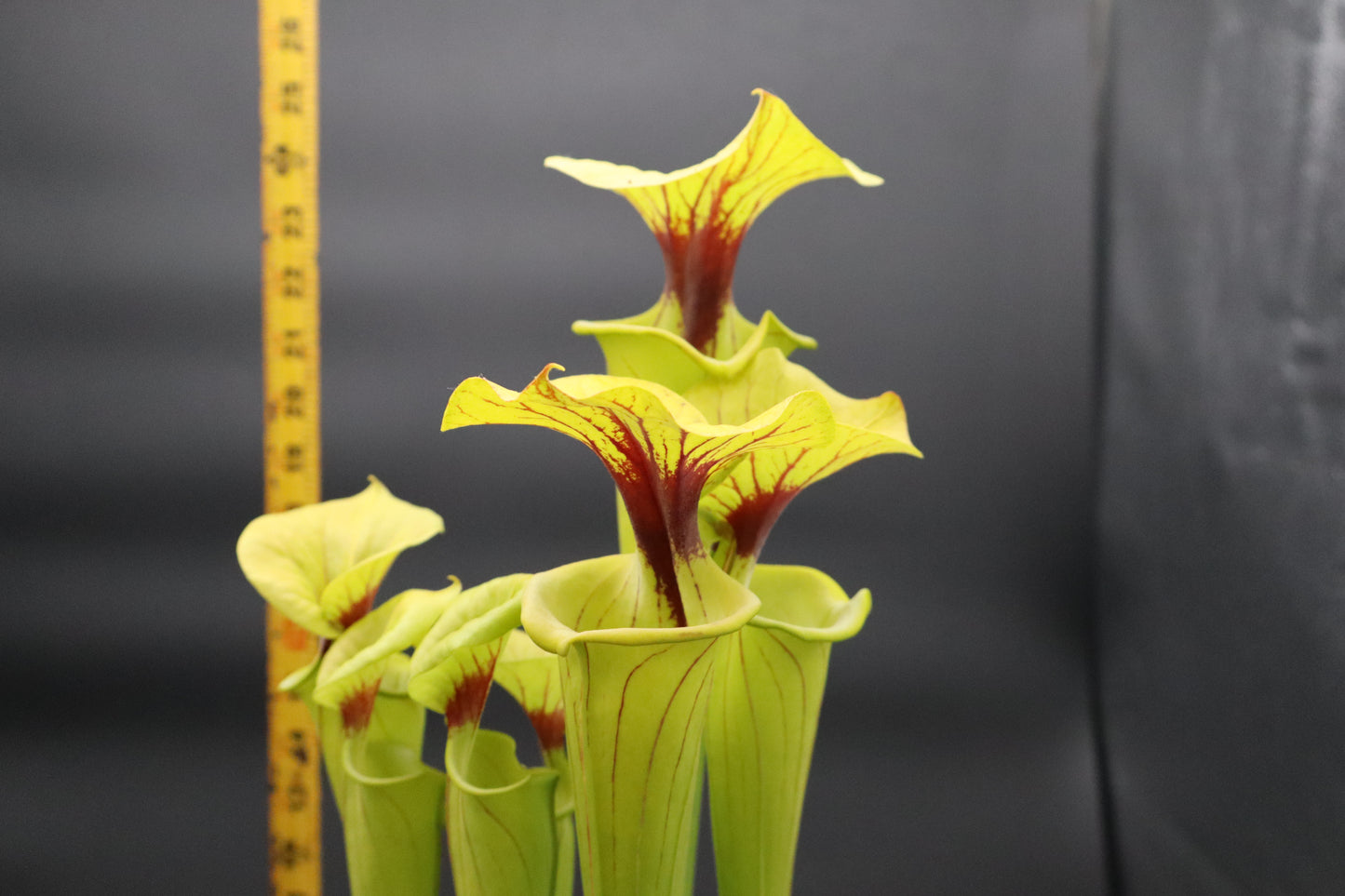 Sarracenia - Unknown (Specimen Sized! - Seed Grown)