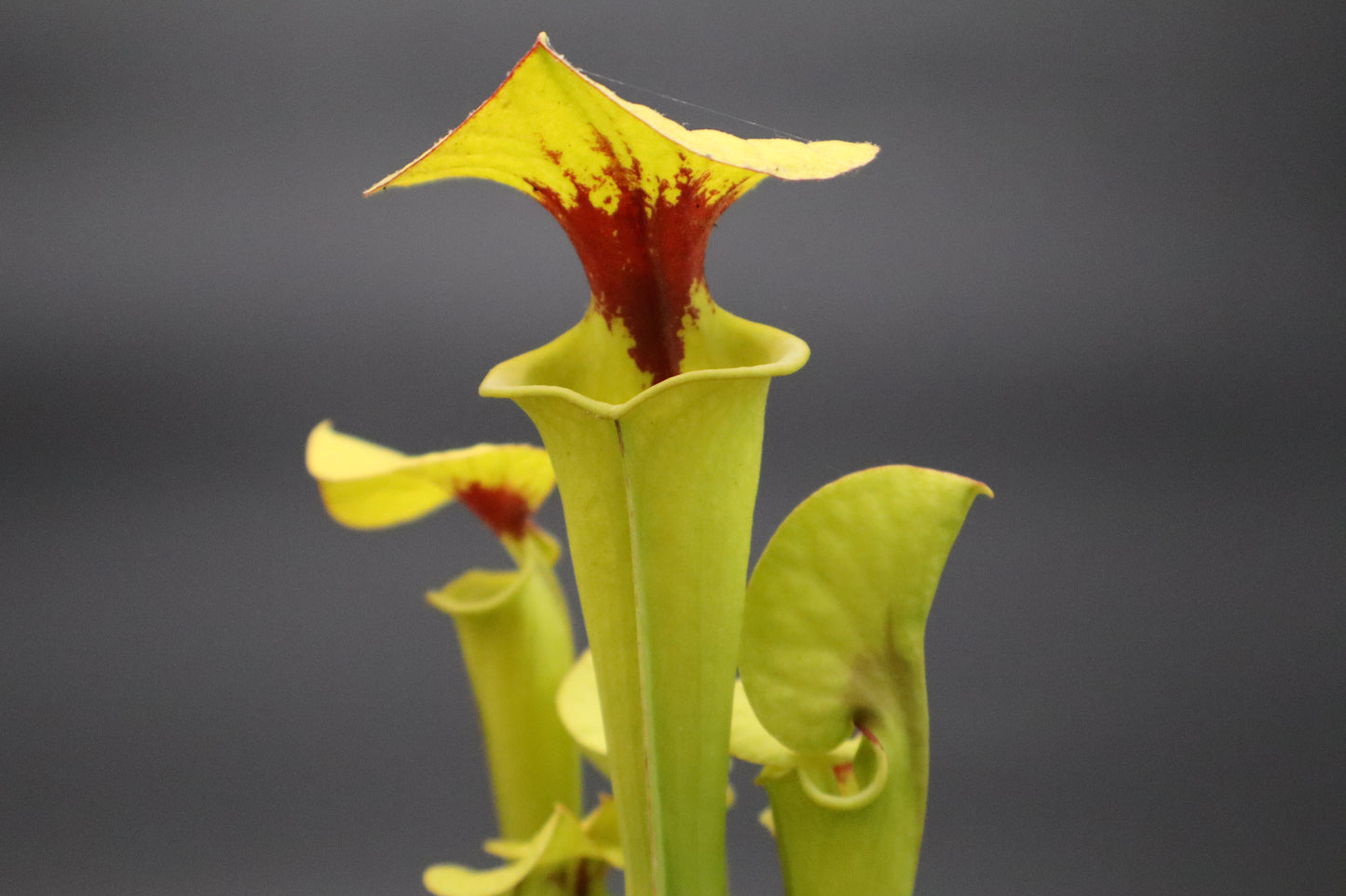 Sarracenia - Green Frog x Purple Purple (Seed Grown)