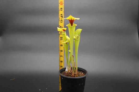 Sarracenia - Green Frog x Purple Purple (Seed Grown)