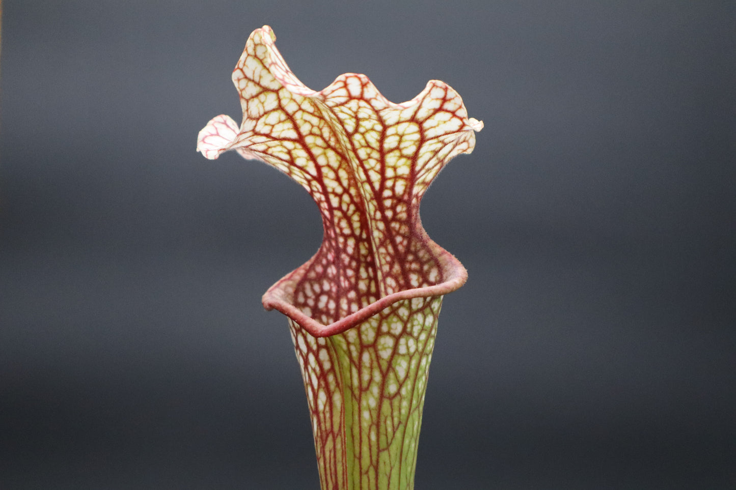 Sarracenia - Leucophylla DC Red x Oreophila