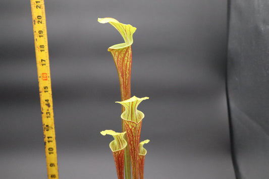 Sarracenia - Oreophila Sand Mountain #4 x 'Royal Ruby' (Seed grown)