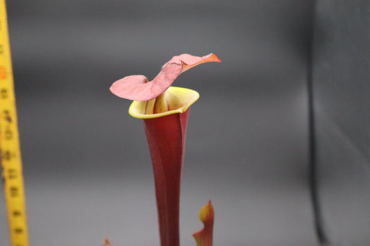 Sarracenia - Flava var Atropurpurea