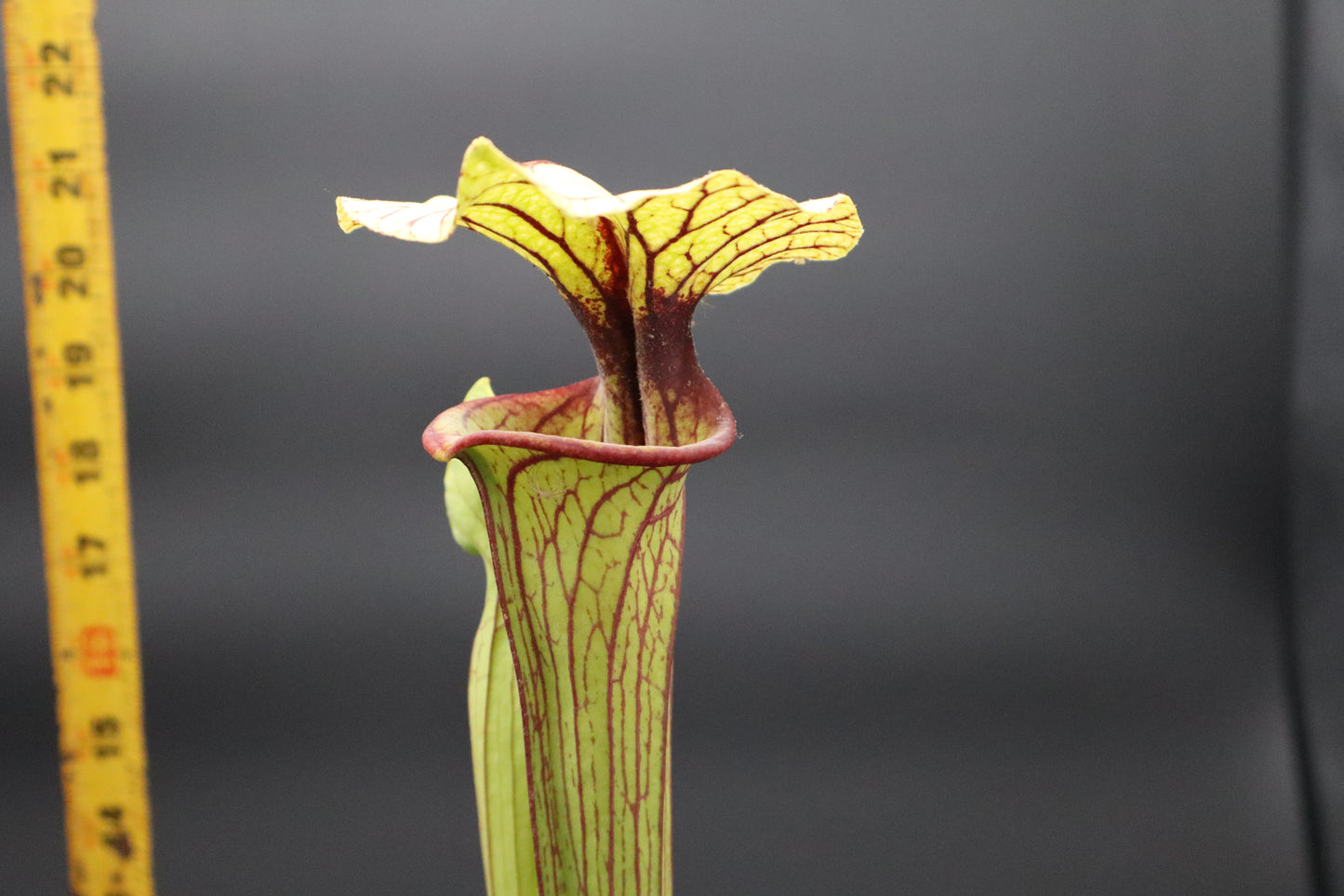 Sarracenia - Berry Pastry x (Flava var Ornata x Leucophylla "Purple Lips") Seed grown
