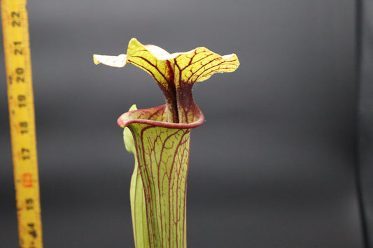 Sarracenia - Berry Pastry x (Flava var Ornata x Leucophylla "Purple Lips") Seed grown