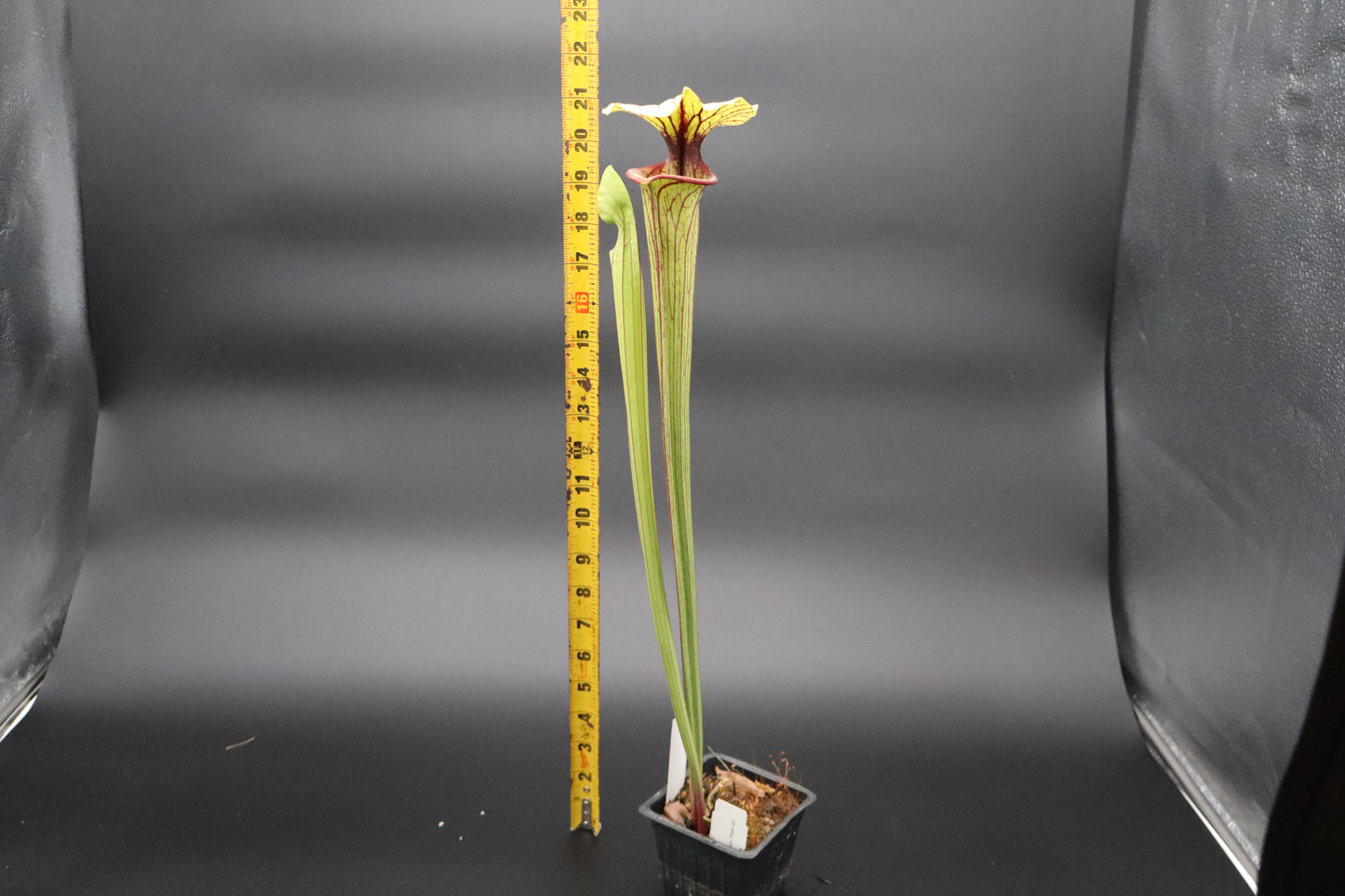 Sarracenia - Berry Pastry x (Flava var Ornata x Leucophylla "Purple Lips") Seed grown