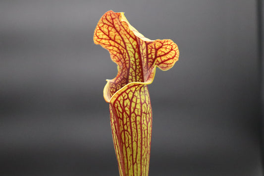 Sarracenia - (Black Widow x Ares) x Saurus (Seed Grown)