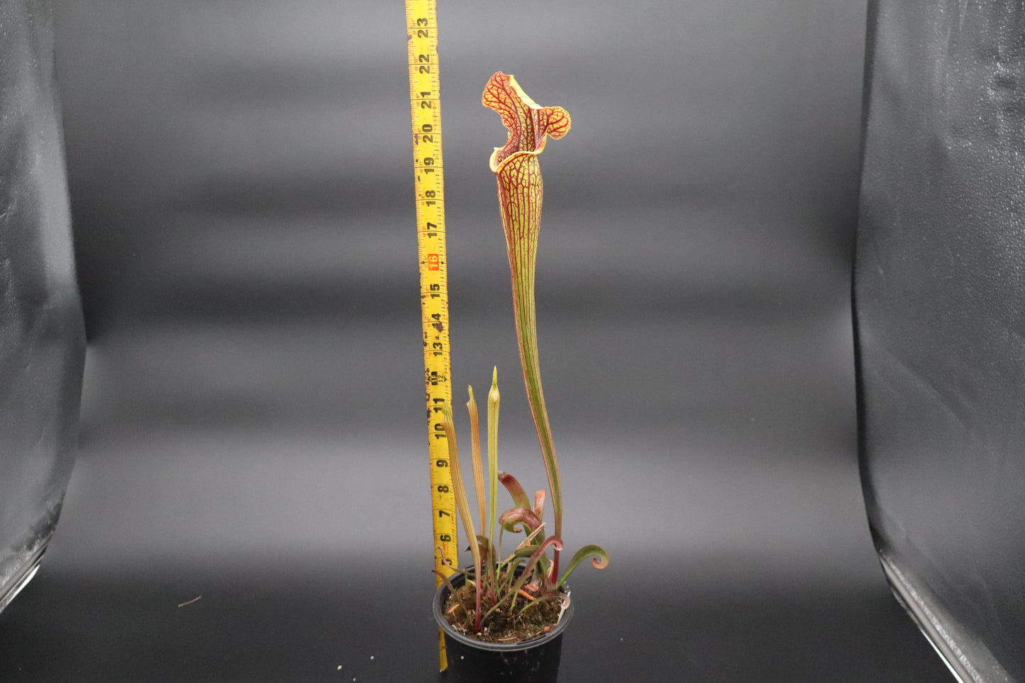 Sarracenia - (Black Widow x Ares) x Saurus (Seed Grown)