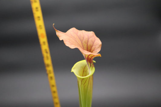 Sarracenia - Flava var Cuprea (Yann Clone)