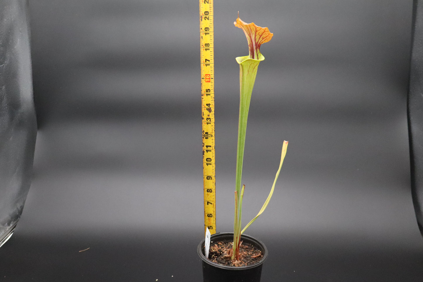 Sarracenia - Flava var Cuprea (Yann Clone)
