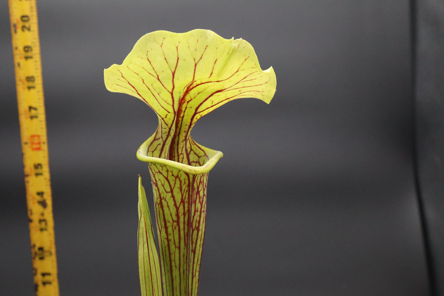 Sarracenia - Berry Pastry x (Flava var Ornata x Leucophylla "Purple Lips") Seed grown