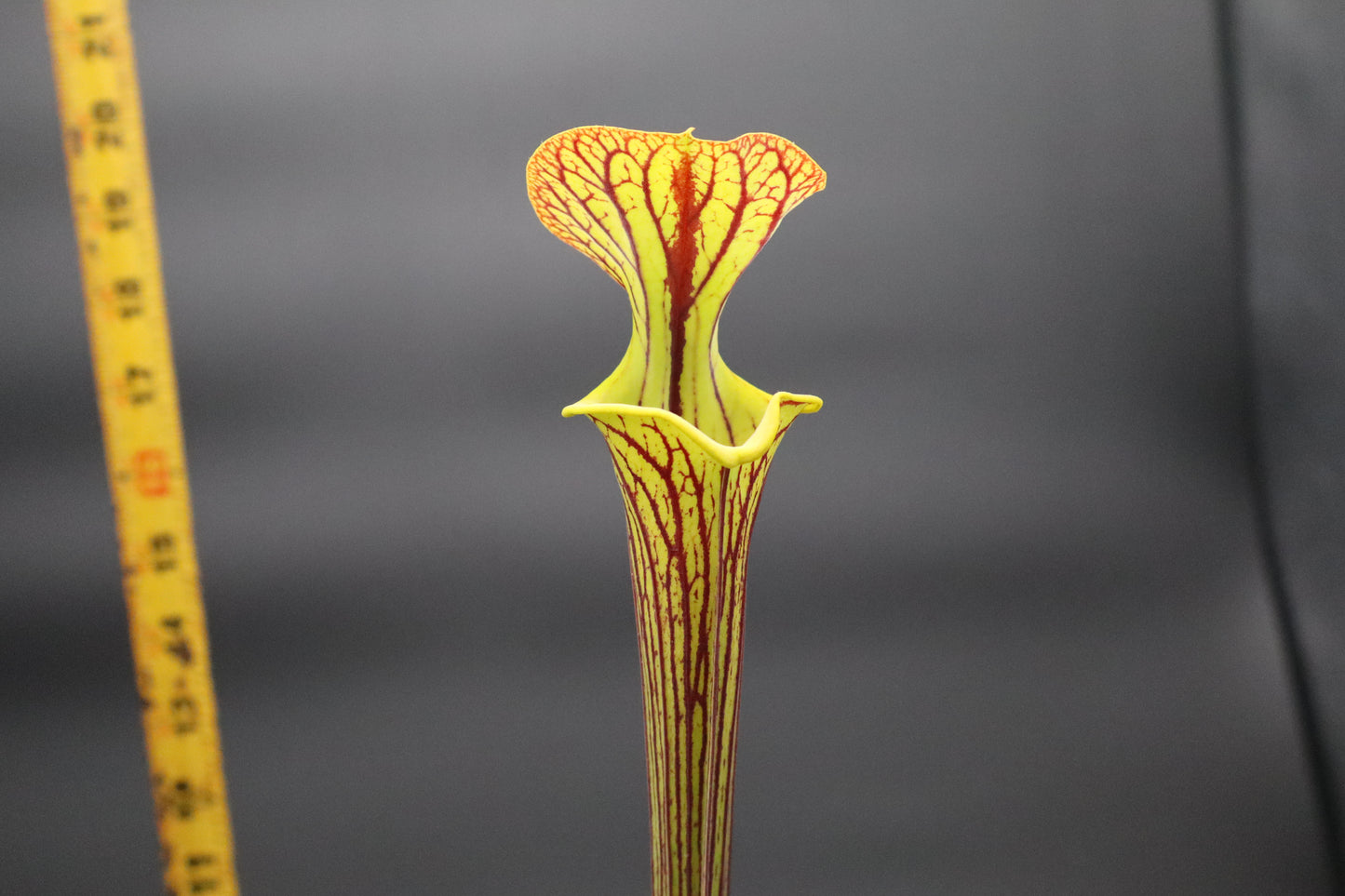 Sarracenia - Flava var Ornata "Improved Black Veins"