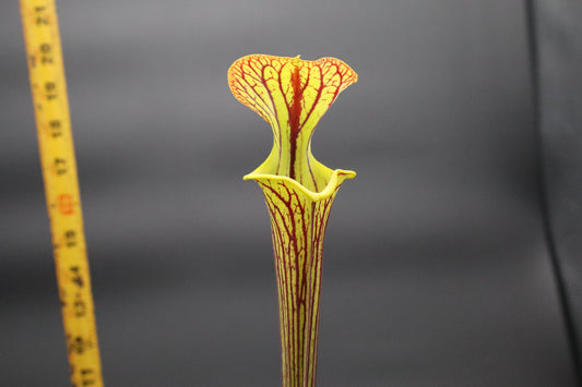 Sarracenia - Flava var Ornata "Improved Black Veins"