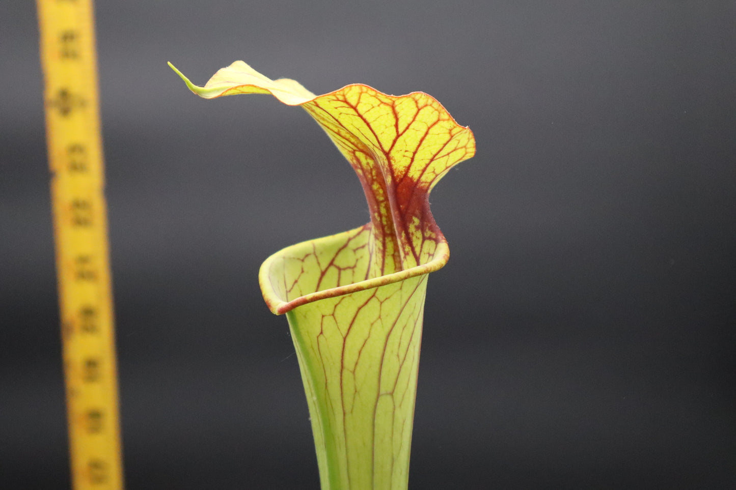Sarracenia - Flava "Cinnamon Tube" x Flava "Bronze"