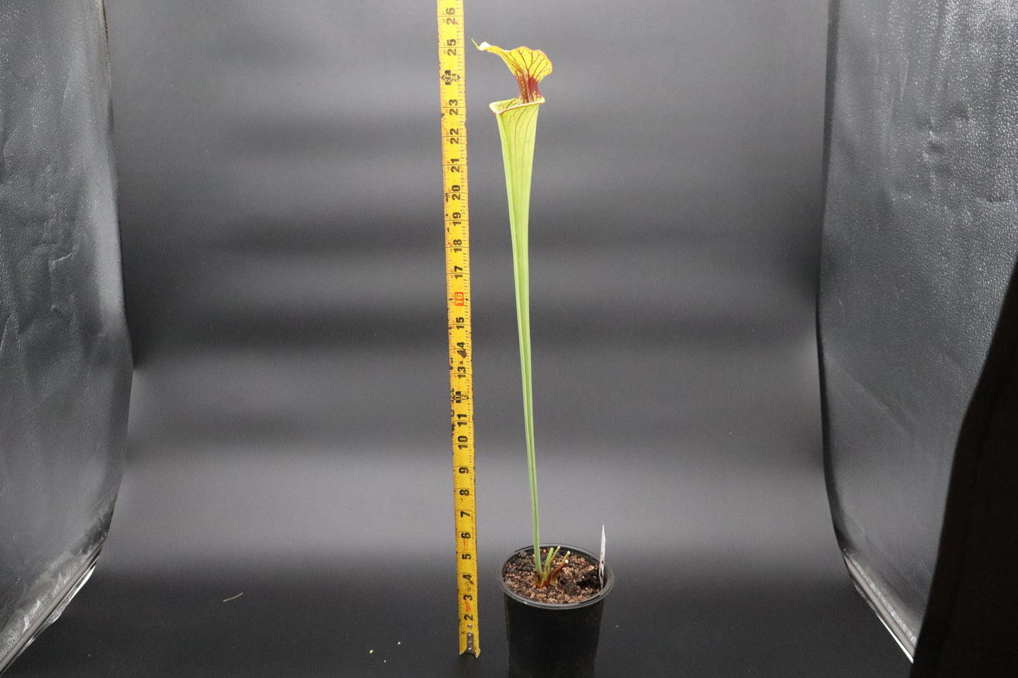 Sarracenia - Flava "Cinnamon Tube" x Flava "Bronze"