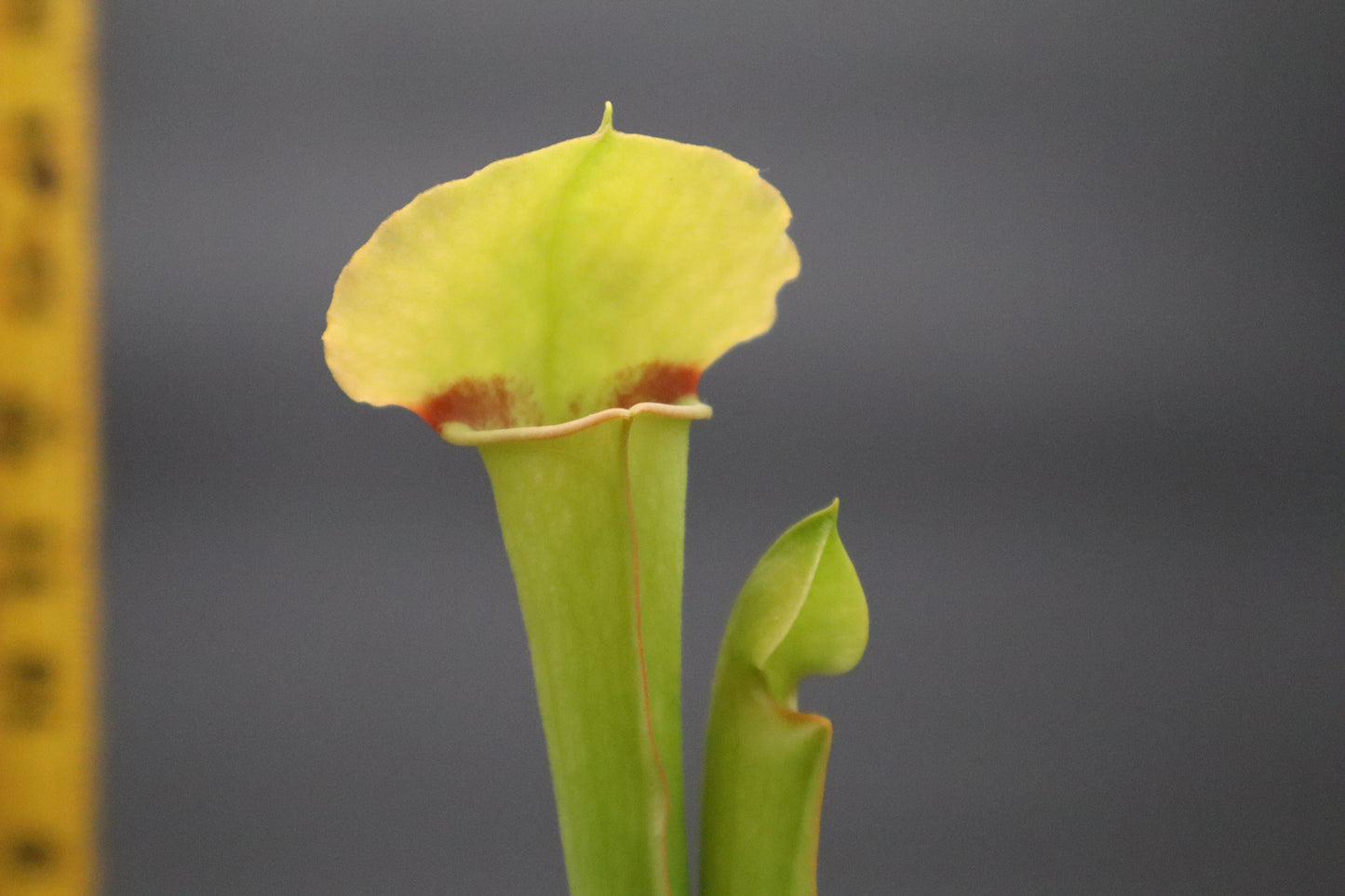 Sarracenia - "Bunsen Burner" (Ultra Rare)